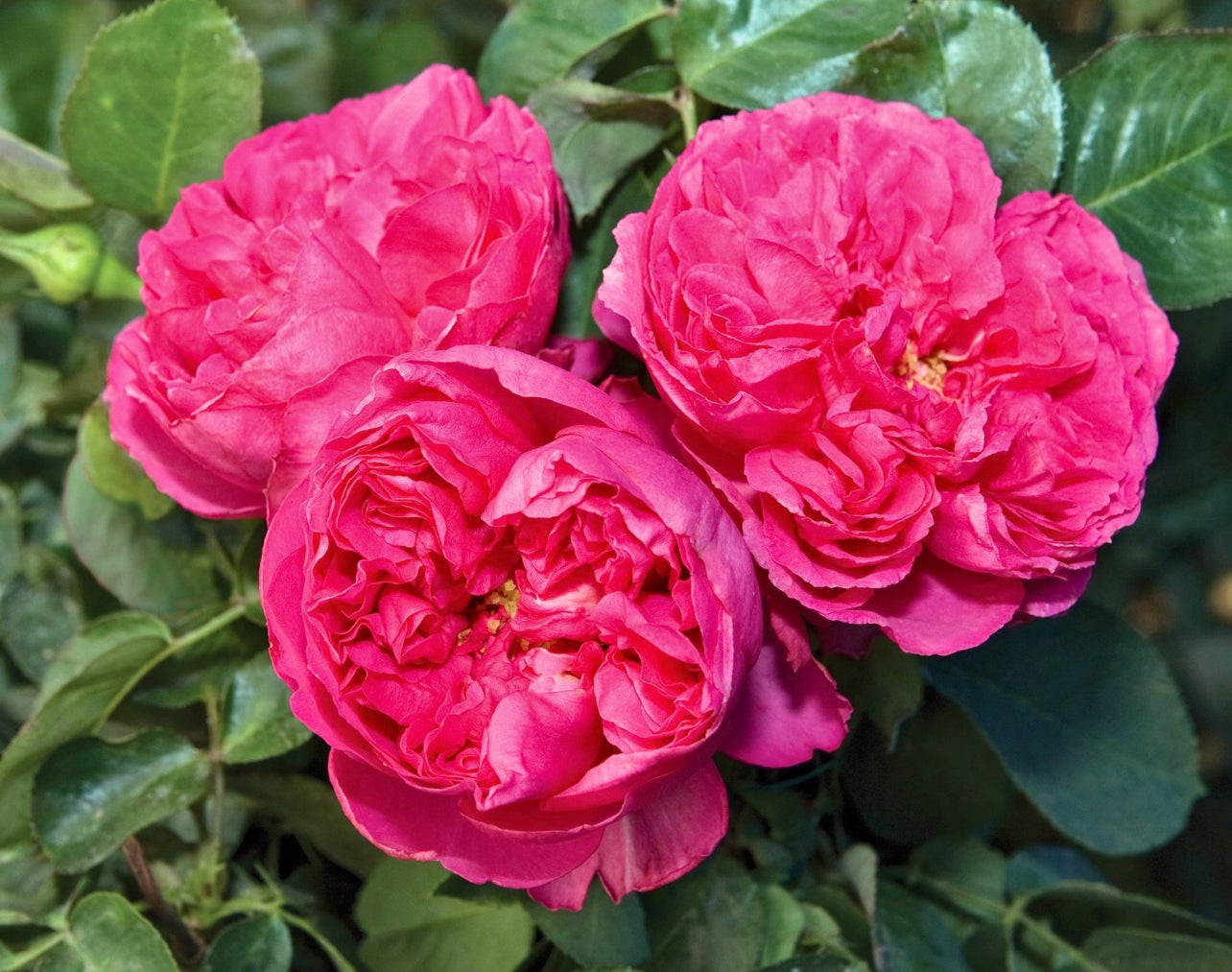 Pink Traviata image 0