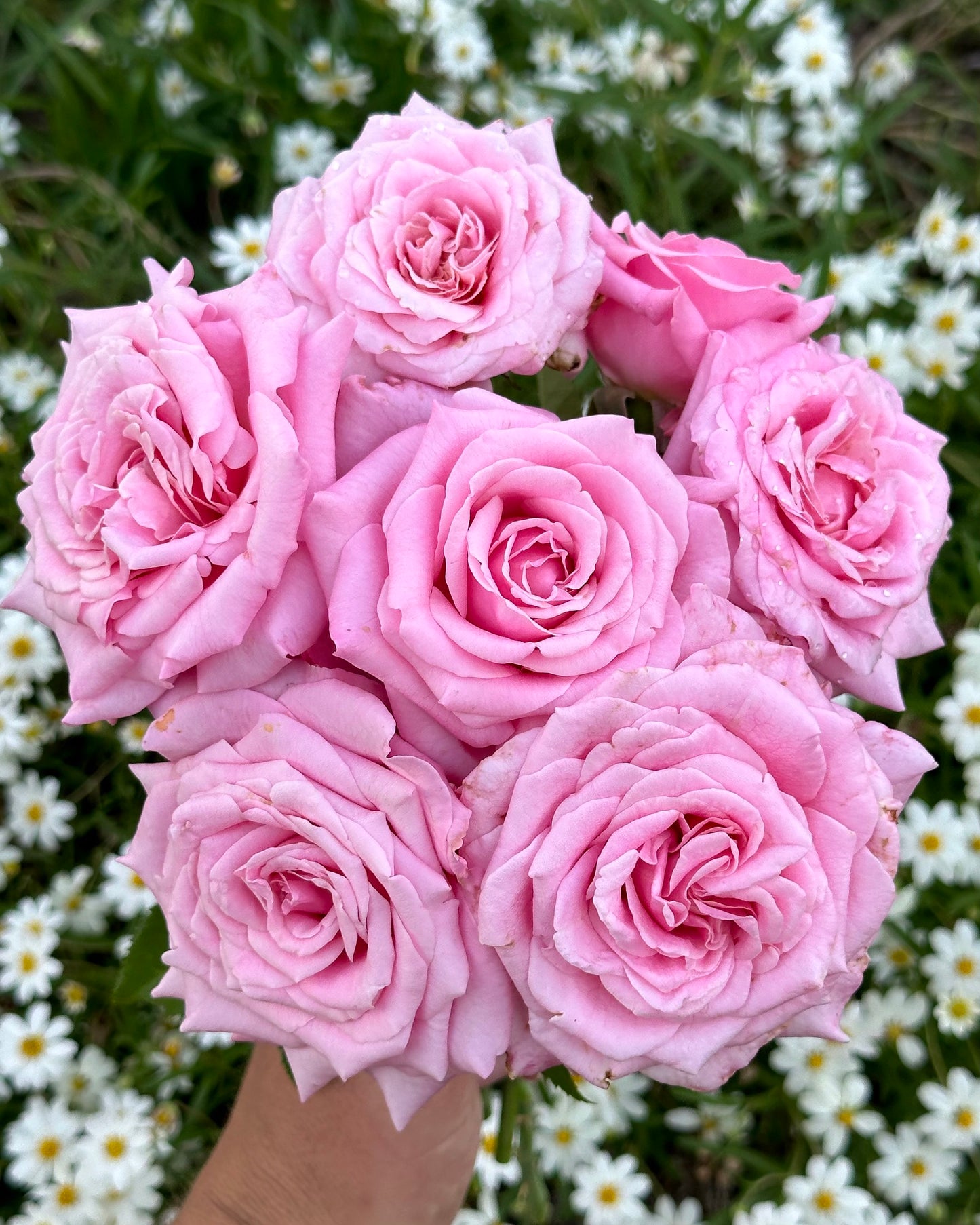 Belinda’s Dream image 0