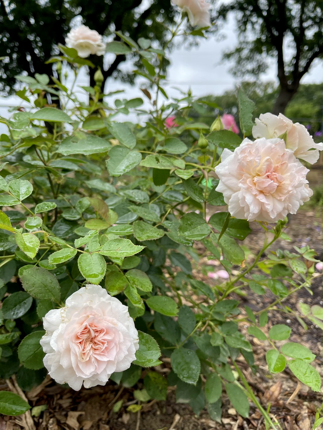 Morden Blush image 2