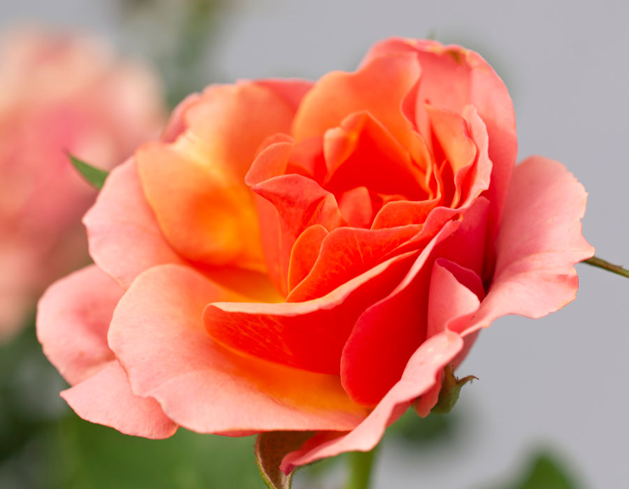 Tequila Supreme image 4