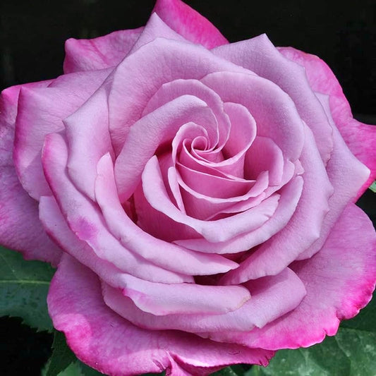 Fragrant Plum image 0