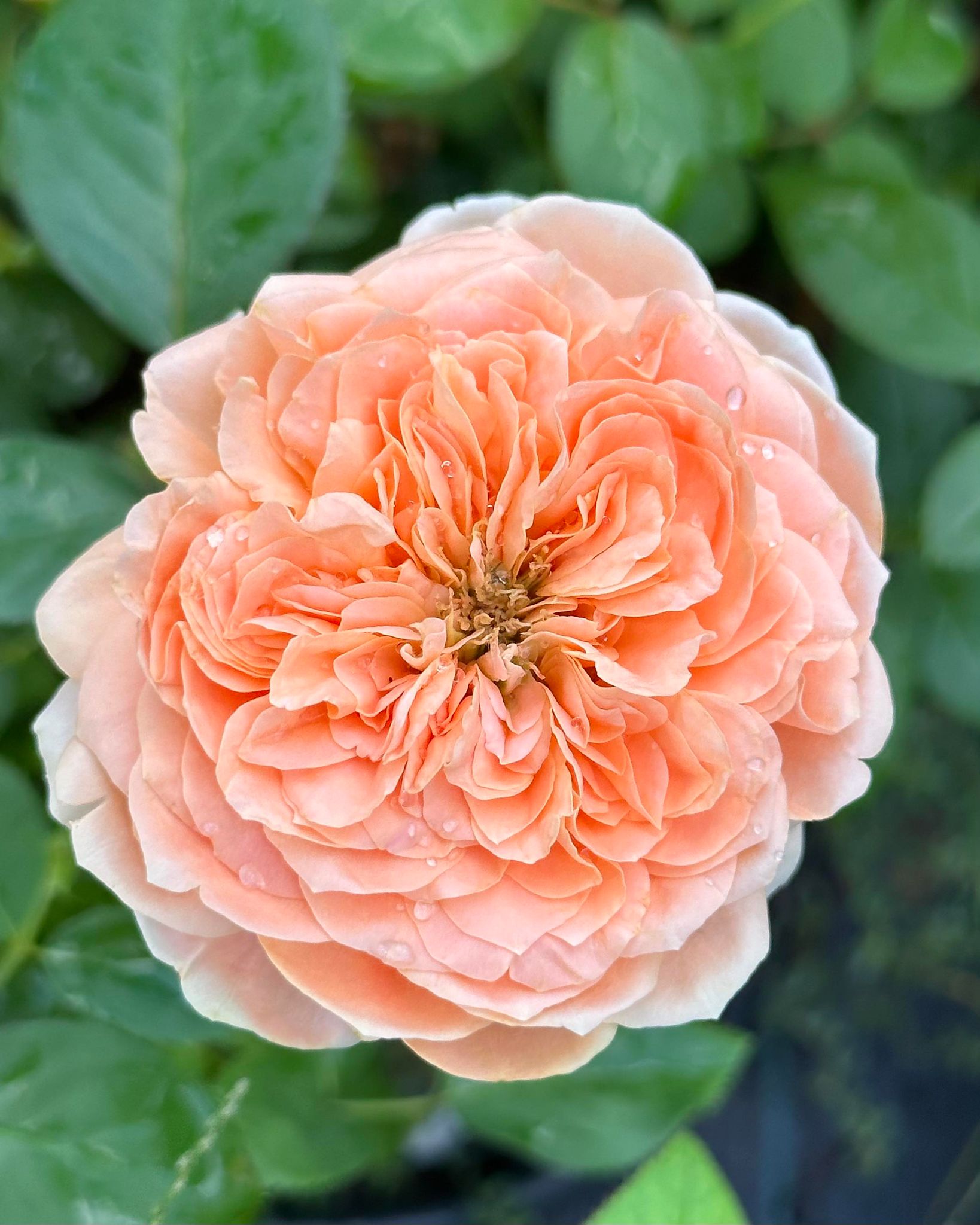 Double Ambre image 5