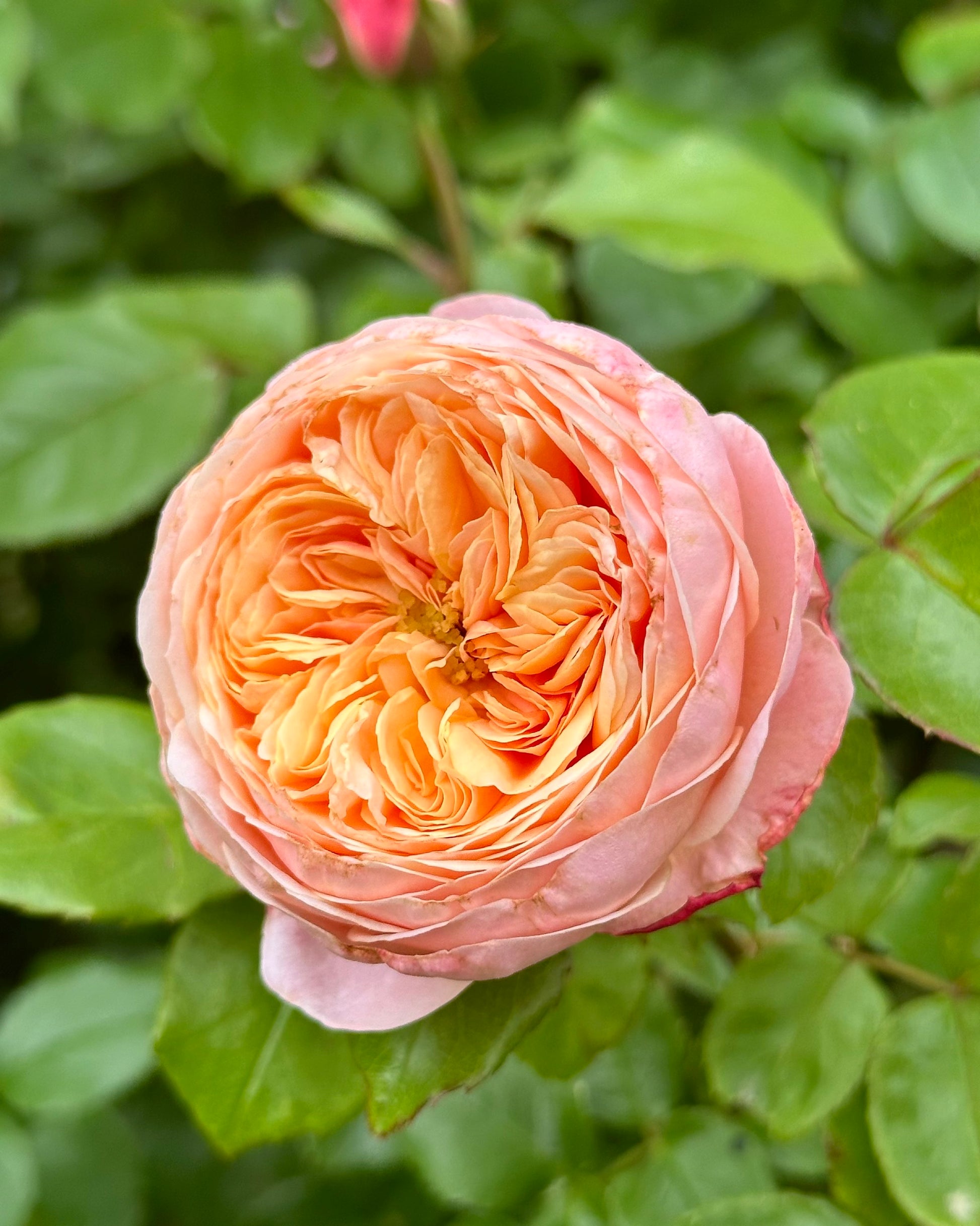 Duchess de Montmorency (DELagak) image 0