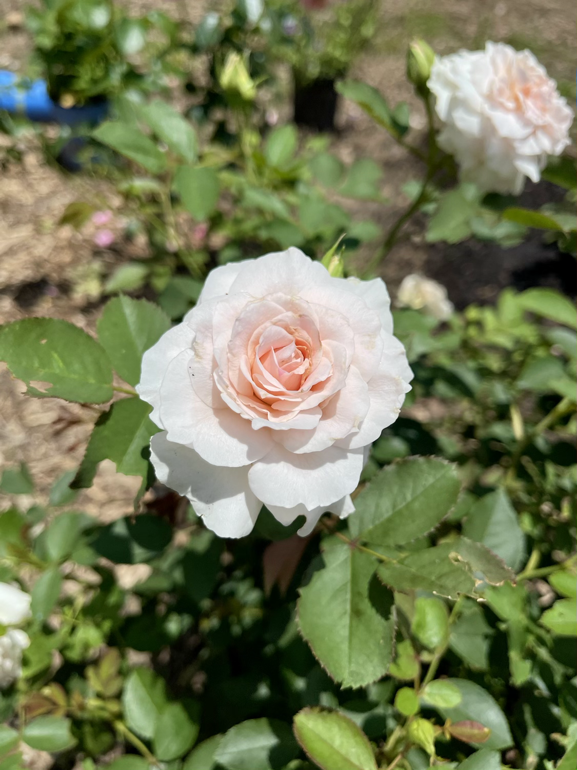 Morden Blush image 1