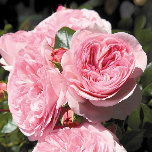 Maria Theresia (TAN97094) image 0