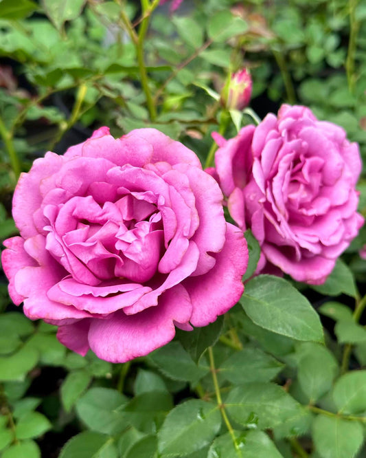 Blue Paradise image 0