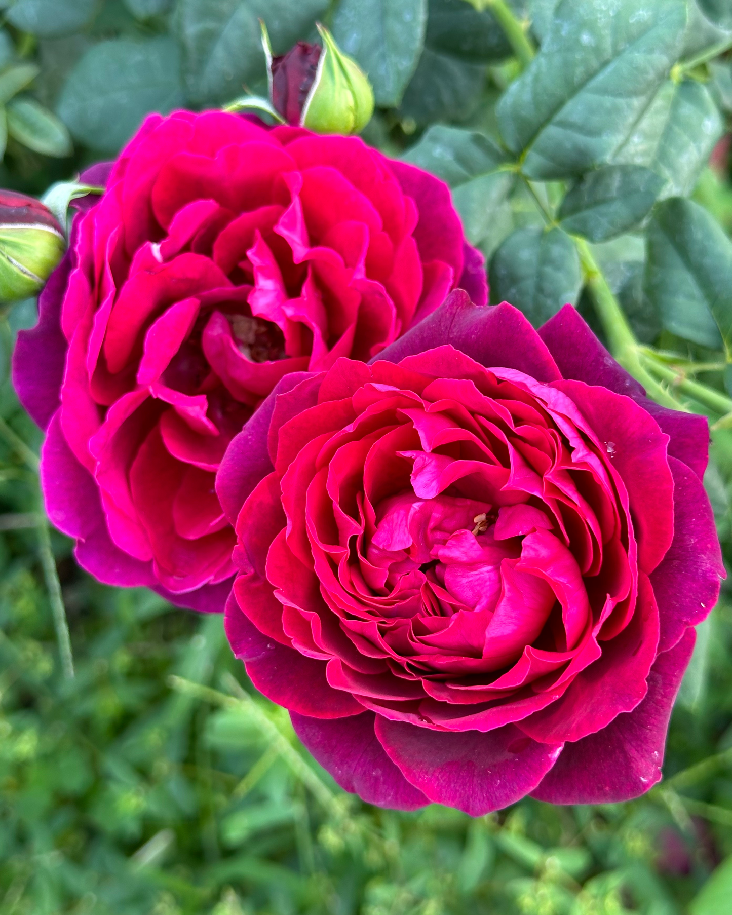 Black Caviar (TAN97150) image 0