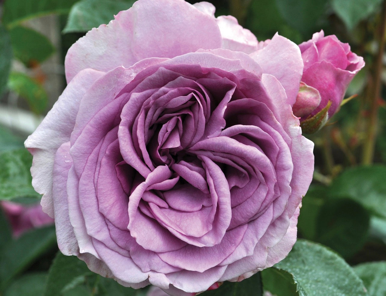 Climbing Quicksilver image 0