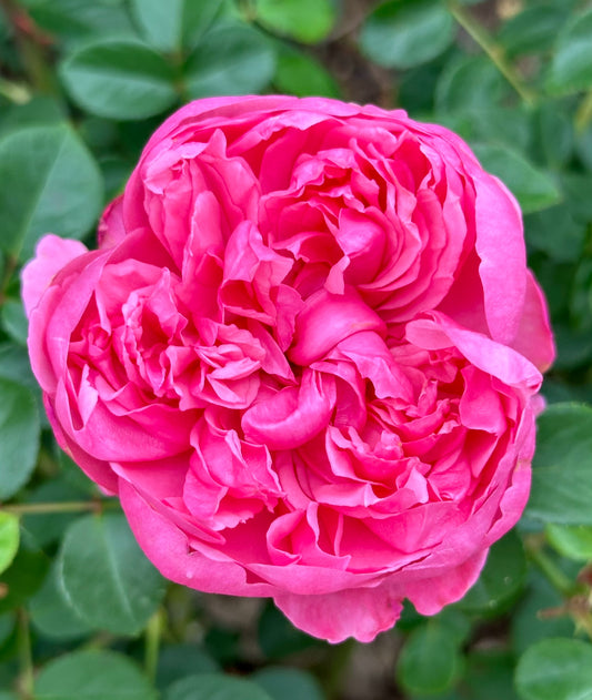 Wicked Sister image 0