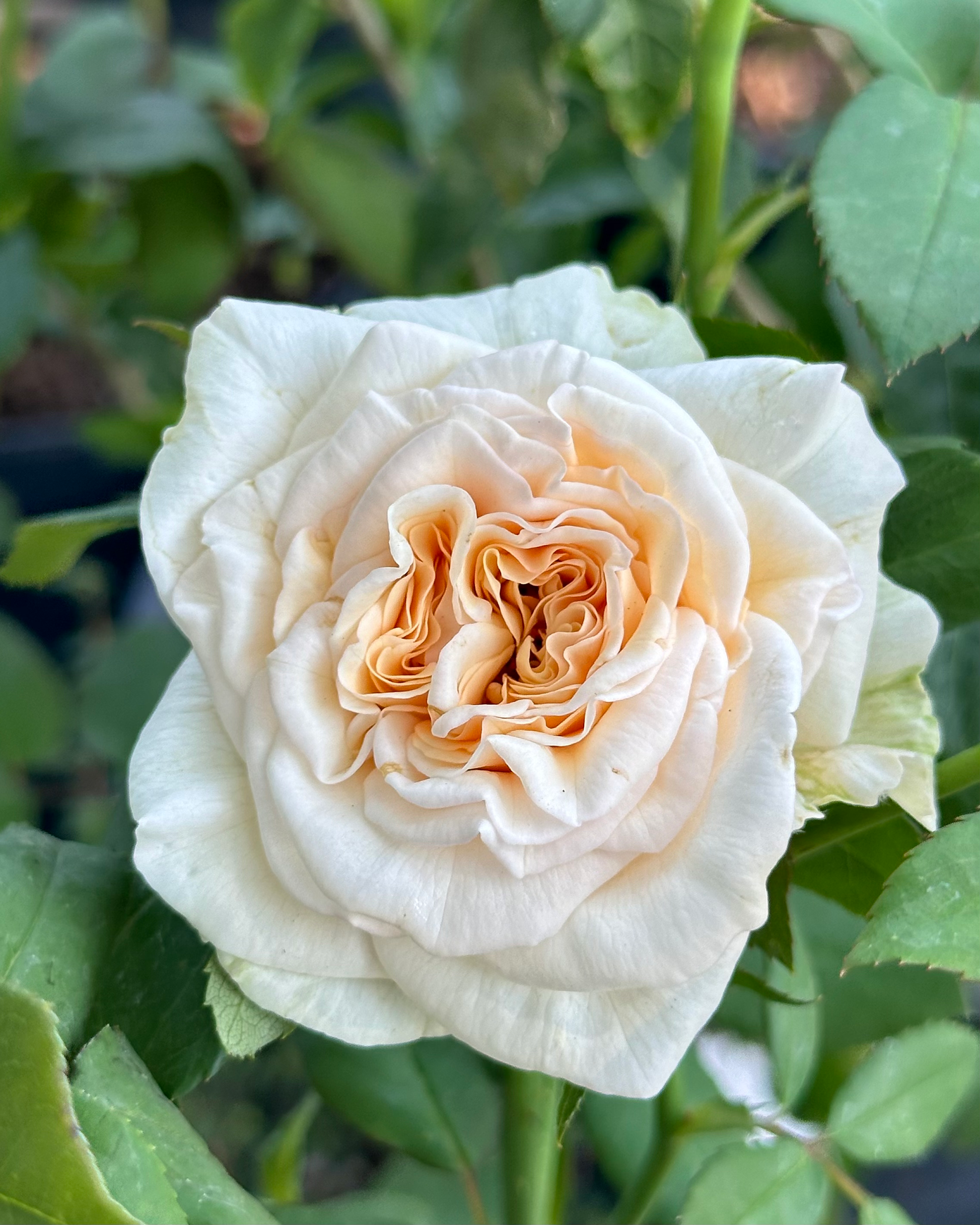 Rose of Rosalie image 1