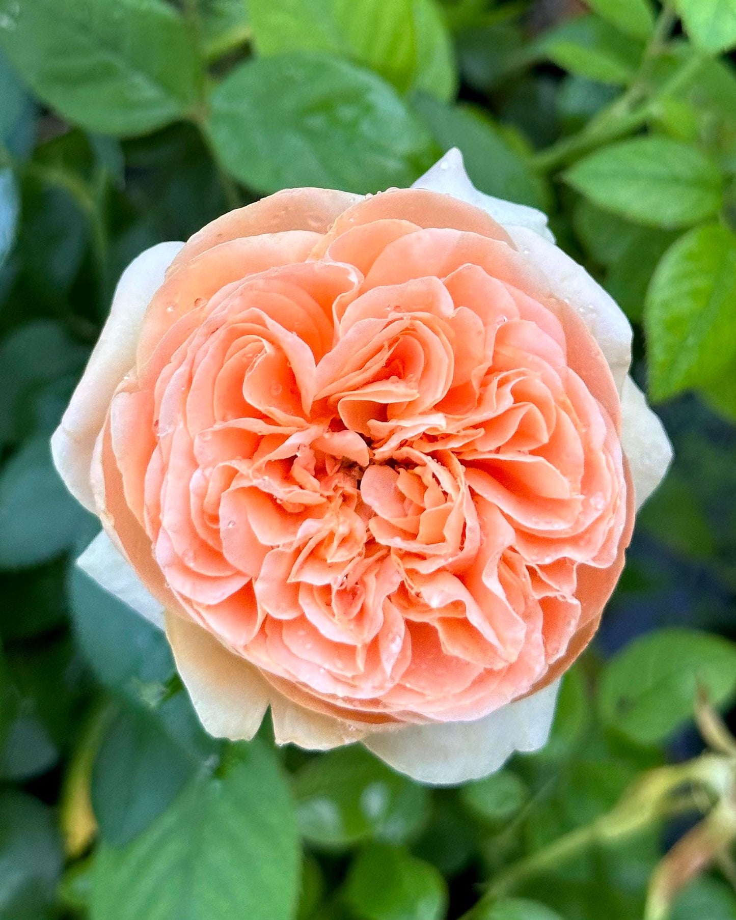 Double Ambre image 9