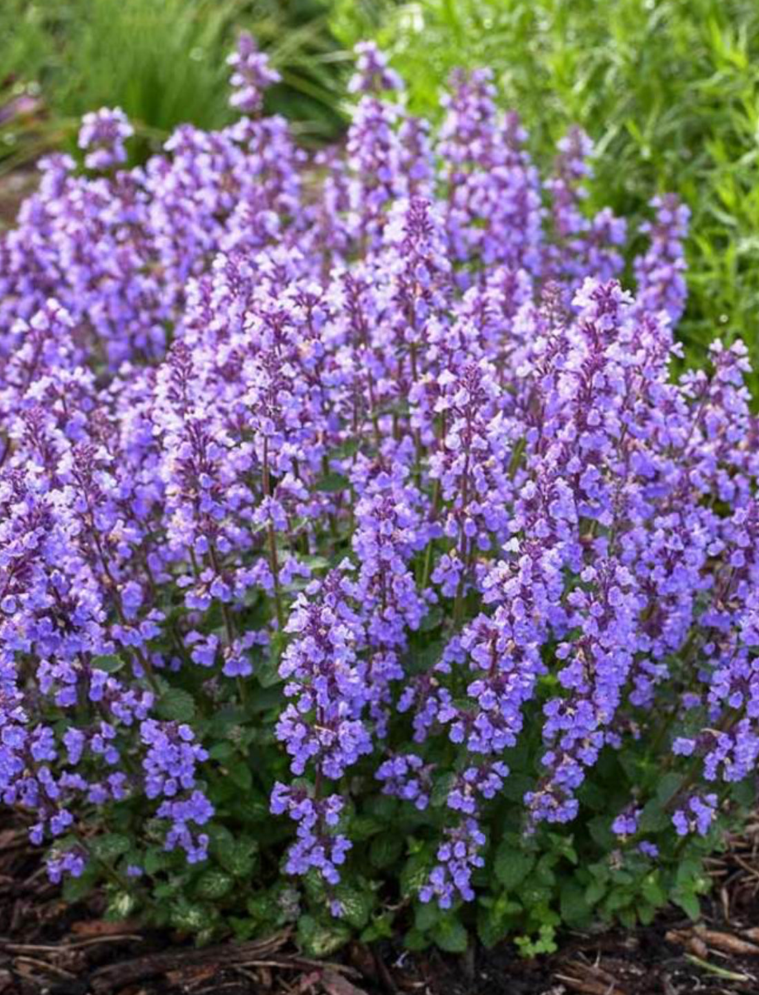 Nepeta ‘Cat’s Pajamas’ Proven Winners image 2