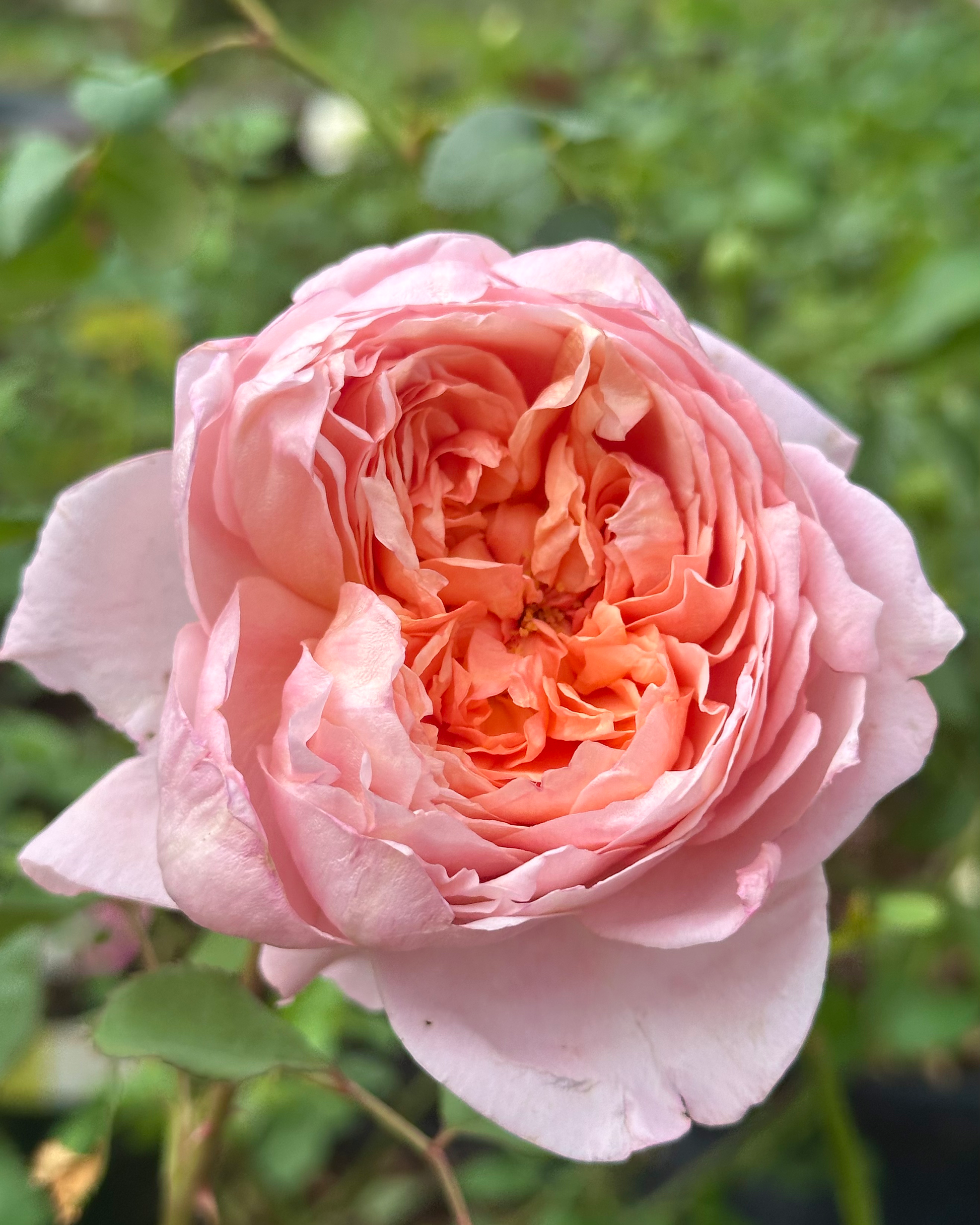 Peach Dye (Tao Ran) image 1