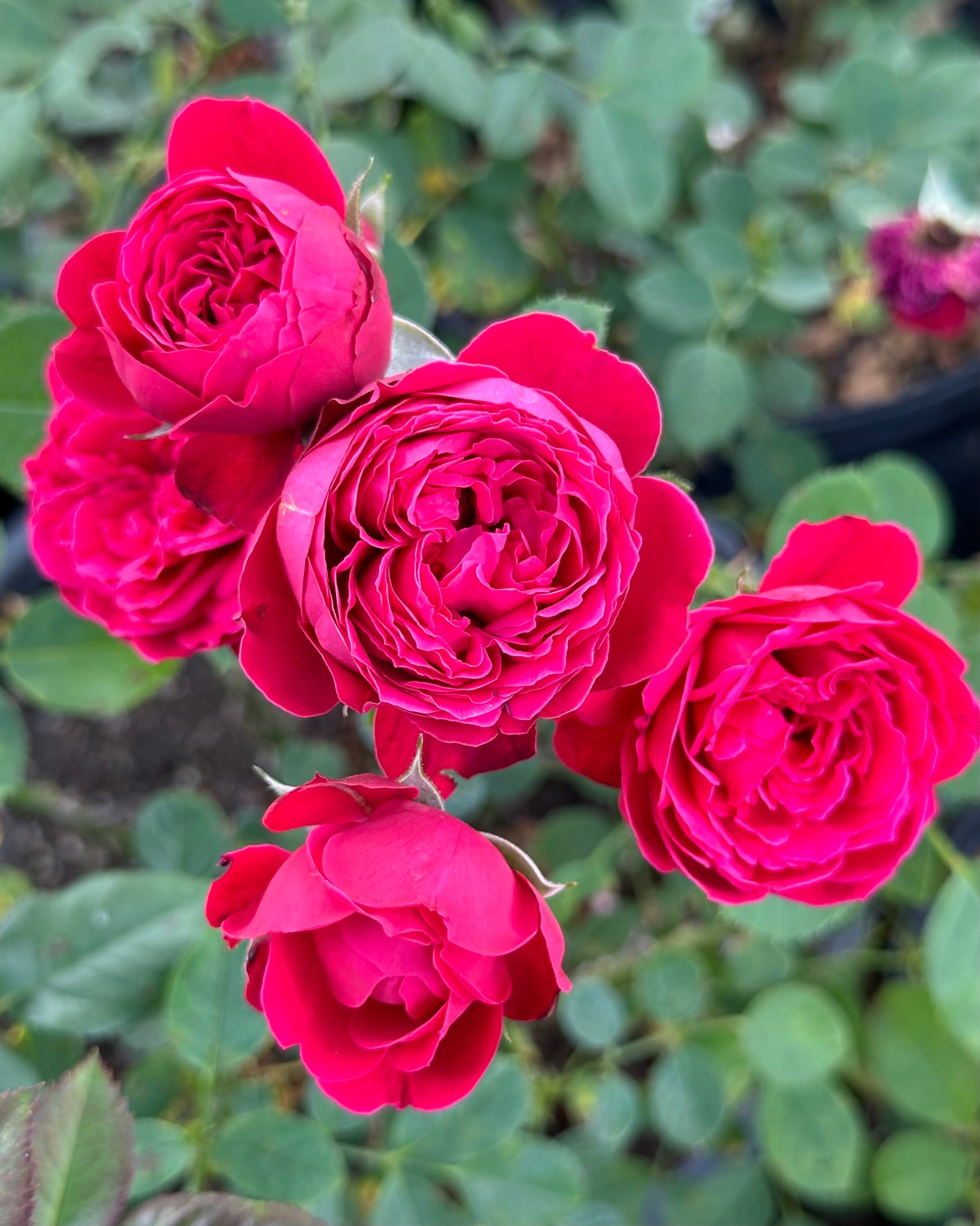 Ruby Slippers image 0