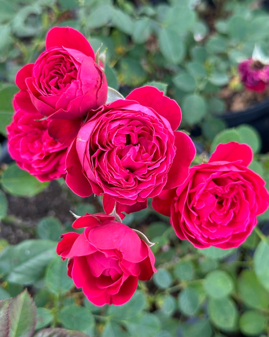 Ruby Slippers image 0