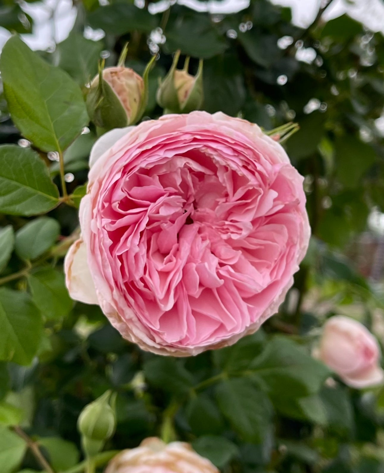 Pioneer Spirit image 0