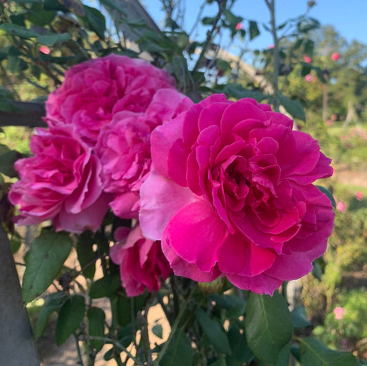Climbing Parade image 0
