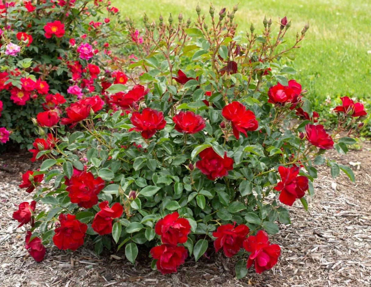 Ready To Ship – One Love Rose and Gardens