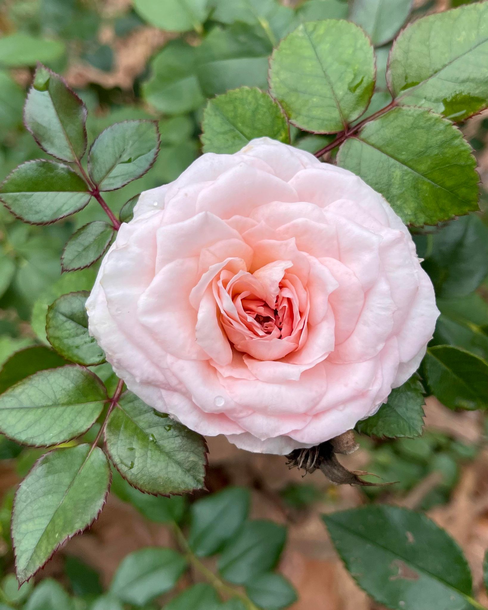 Elegant Fairy Tale – One Love Rose and Gardens