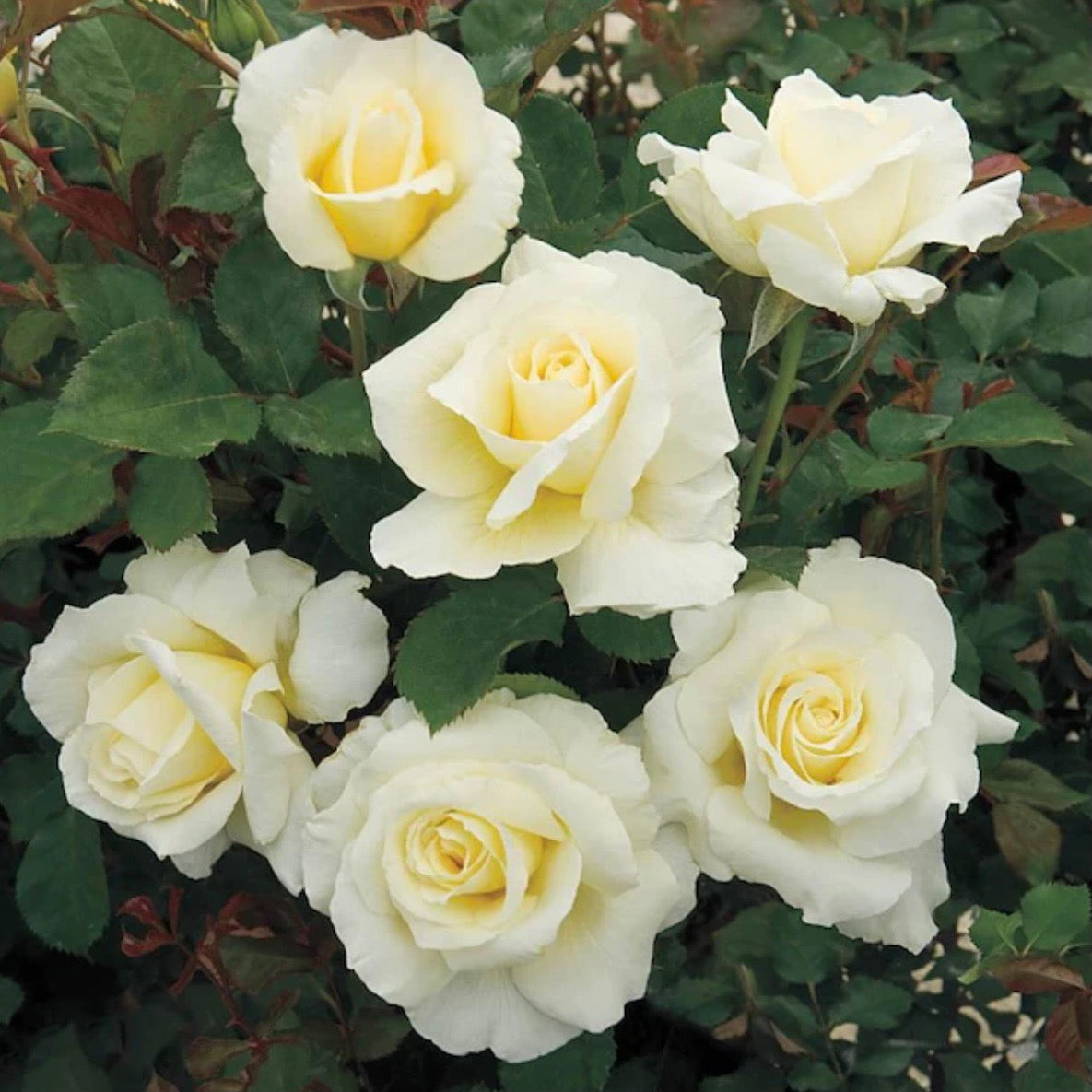 White Licorice image 0