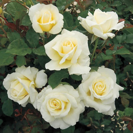 White Licorice image 0