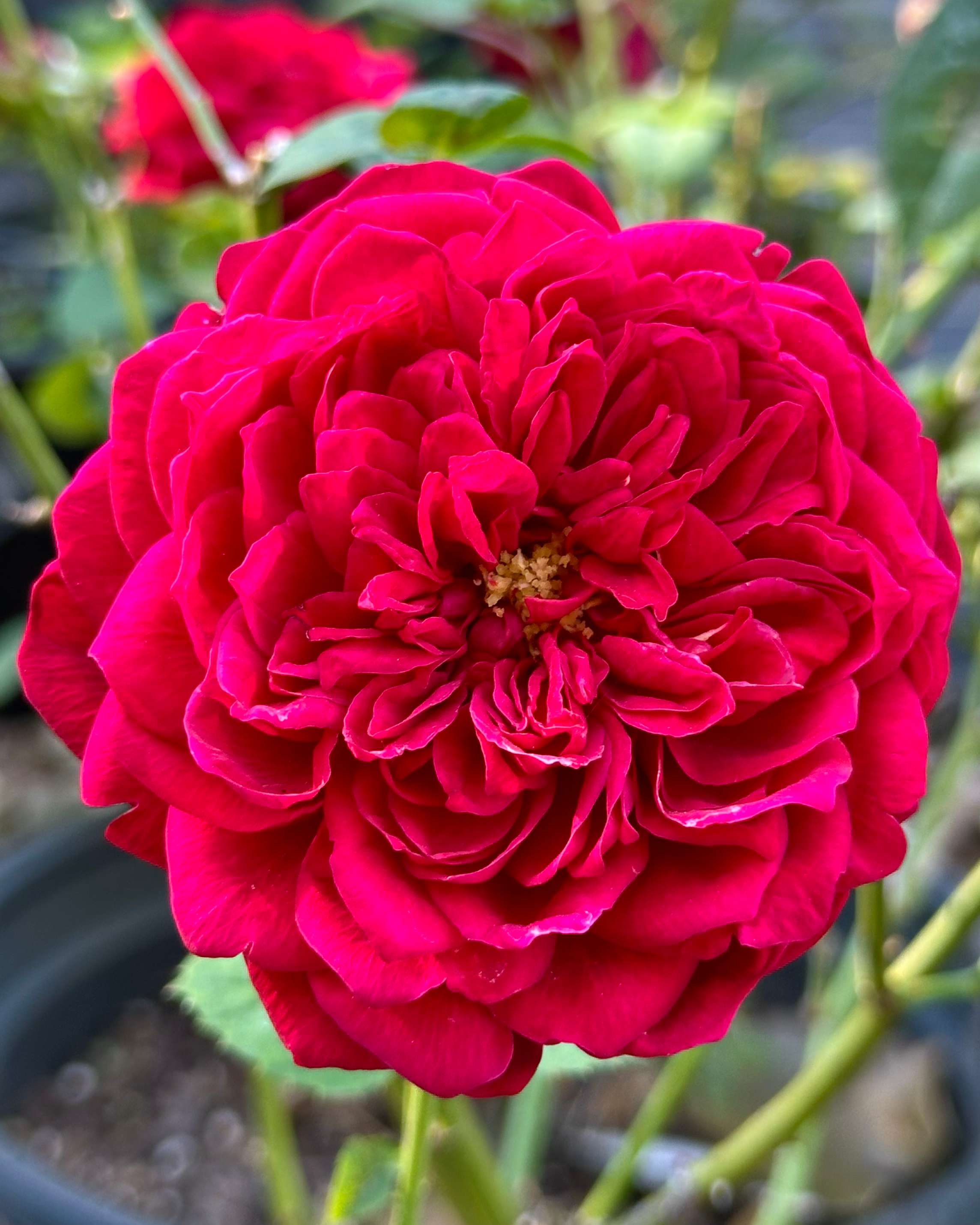 Peony Red – One Love Rose and Gardens