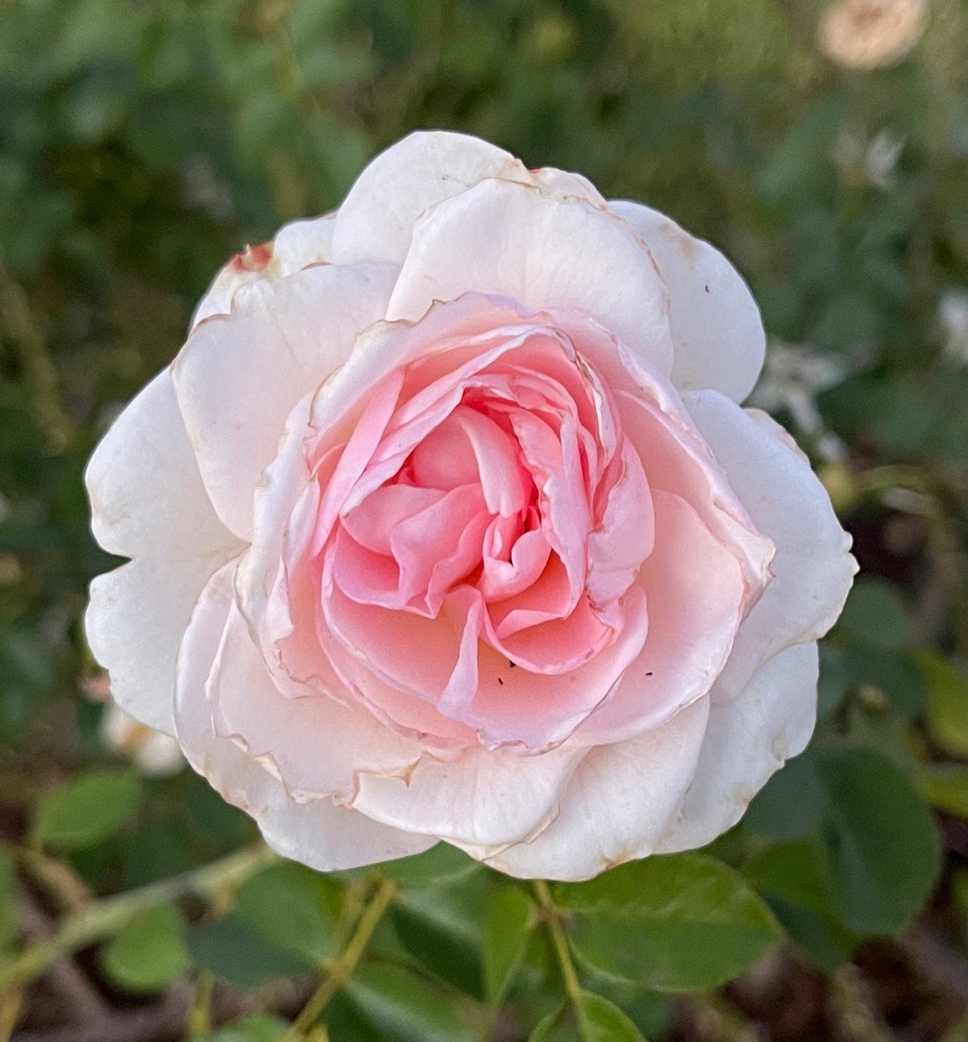 Elegant Fairy Tale – One Love Rose and Gardens