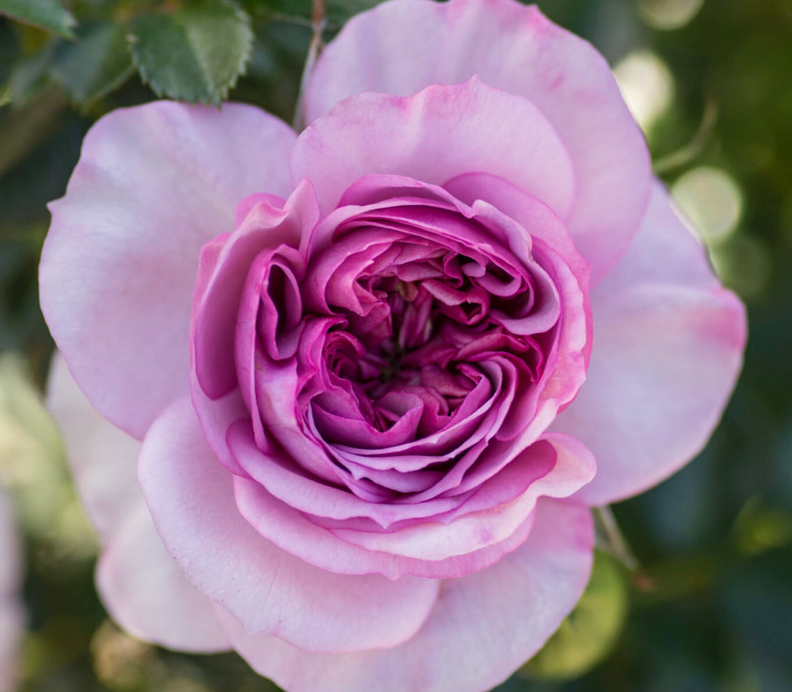 Lavender Veranda image 0