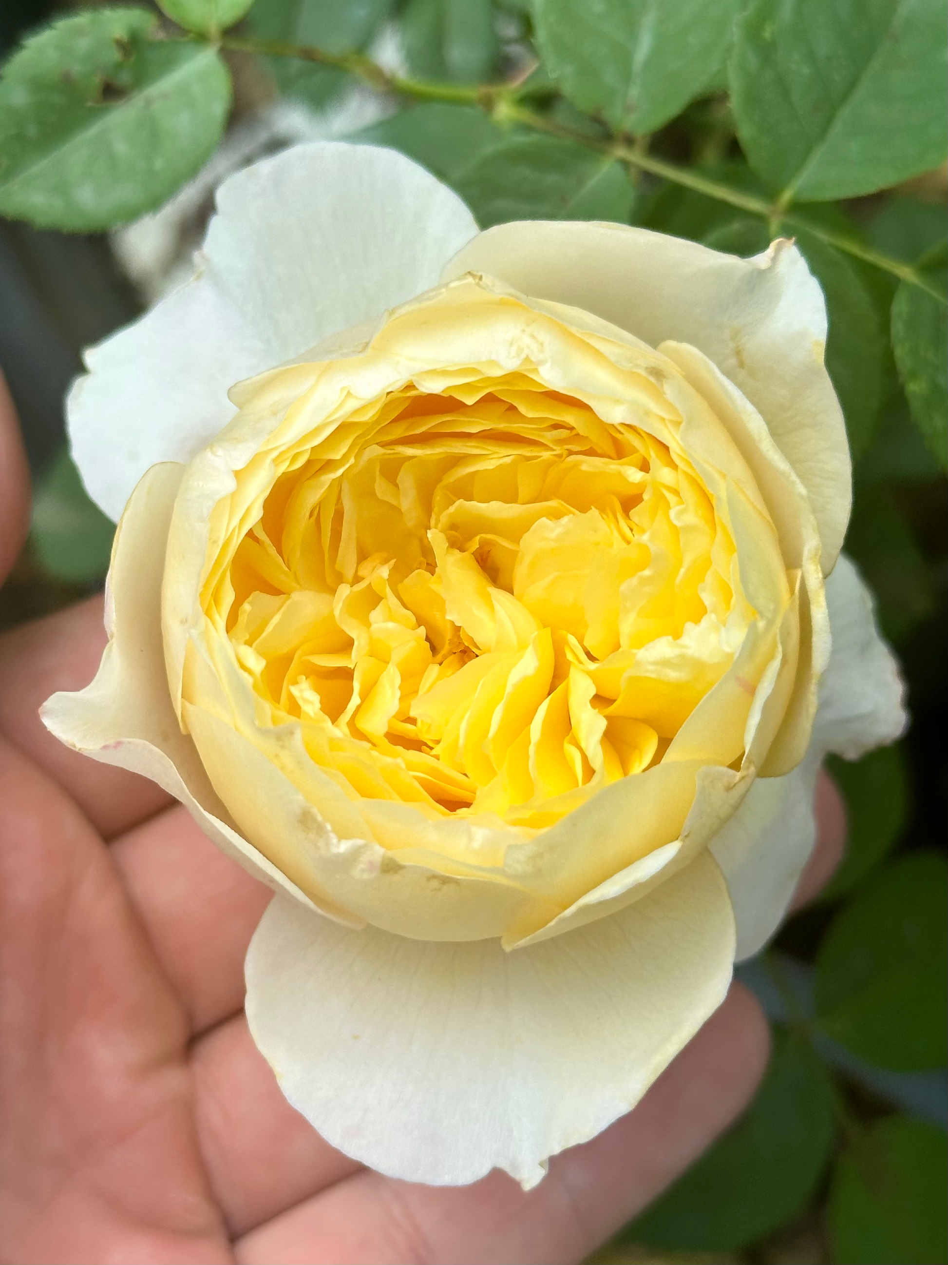 Bird Chirp (Que Jiu) image 0