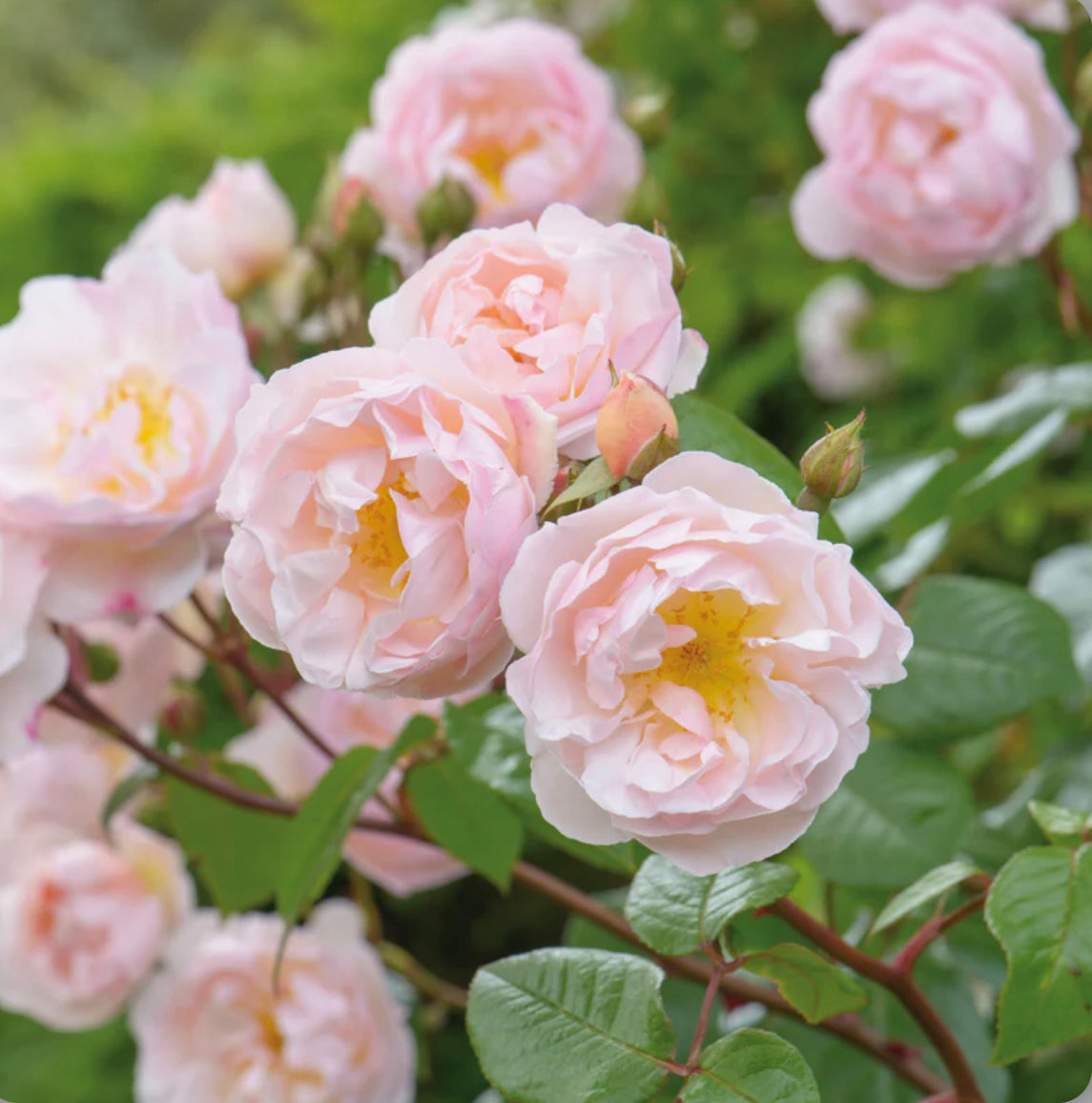 The Lady of the Lake image 0