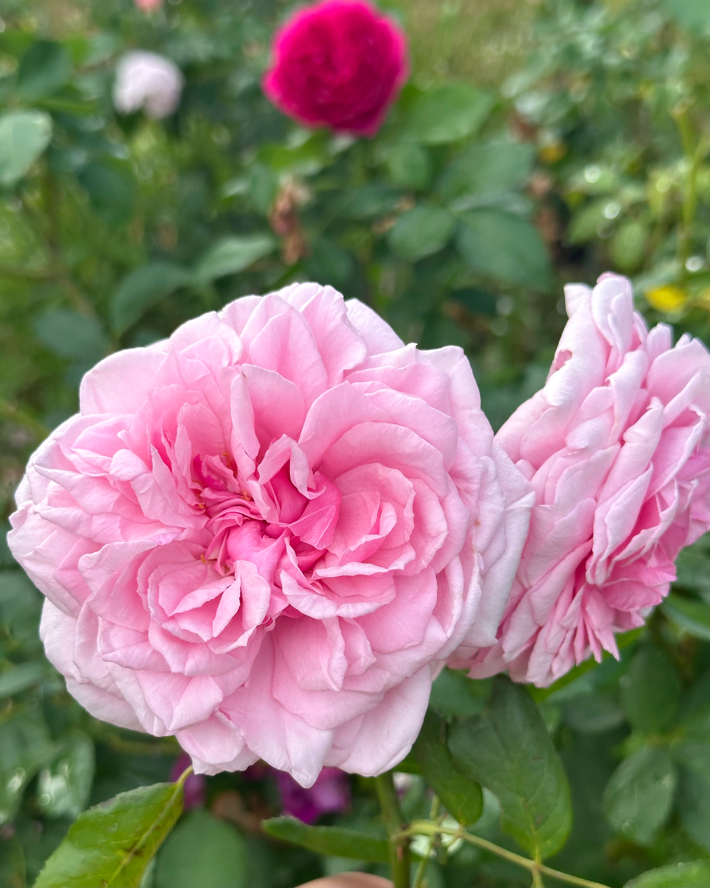 St. Genevieve de Paris image 4