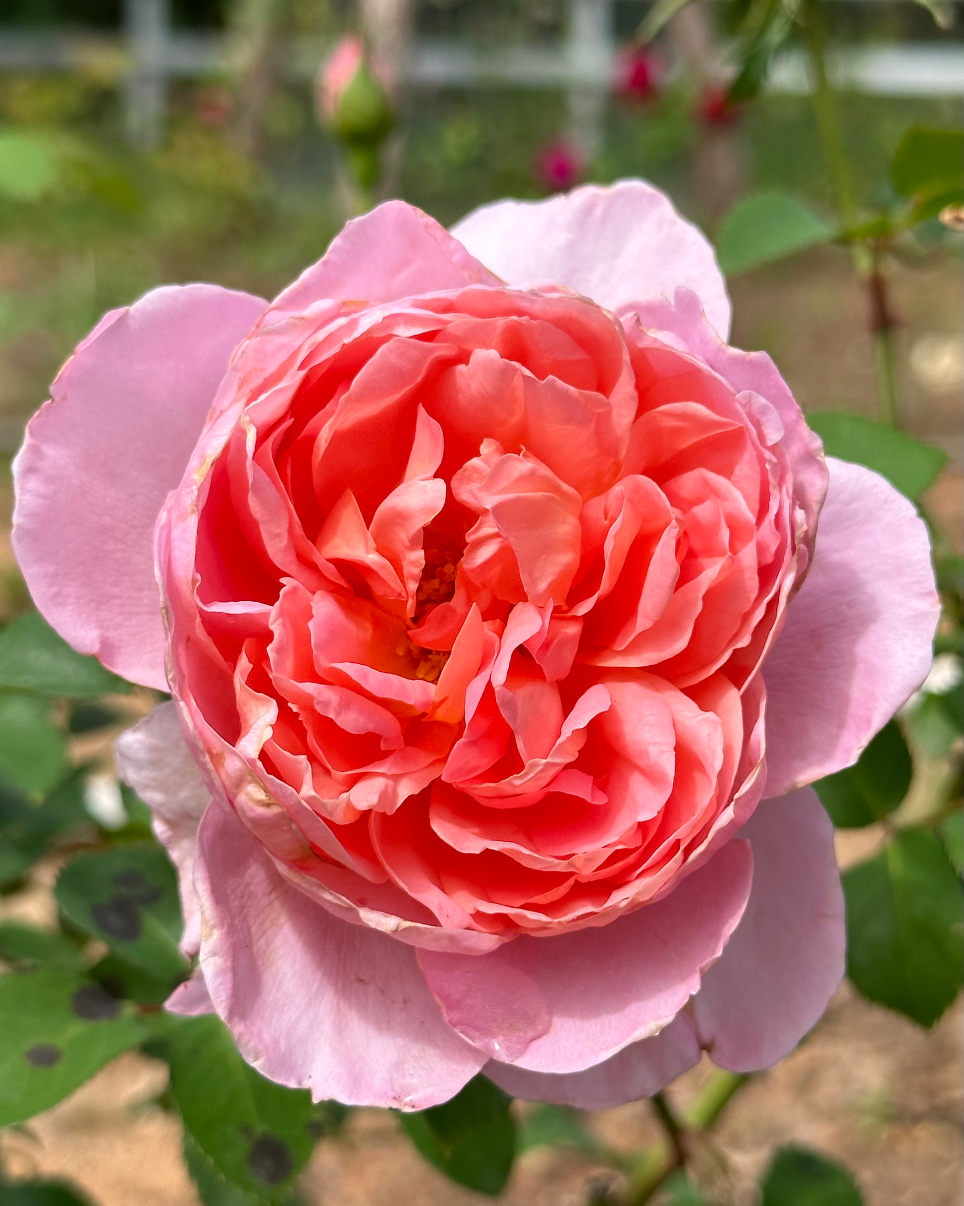 Diane de Poitiers (DELpabra) image 0