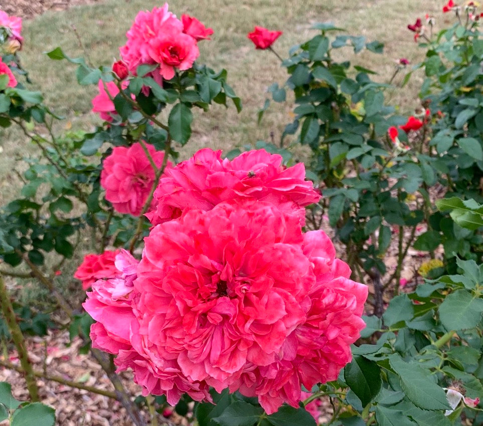 Rosarium Uetersen (KORtersen) image 0