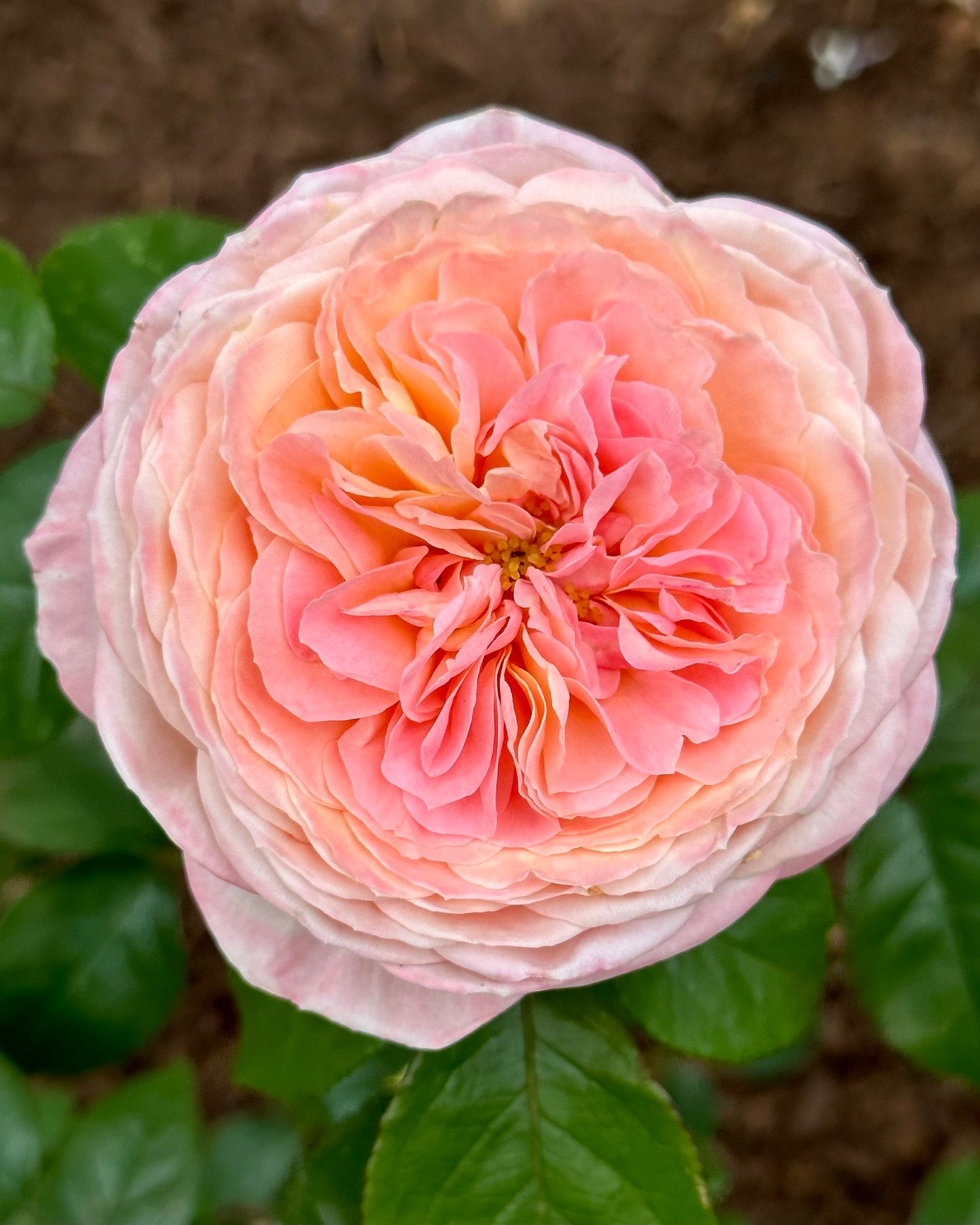 Duchess de Montmorency (DELagak) image 1