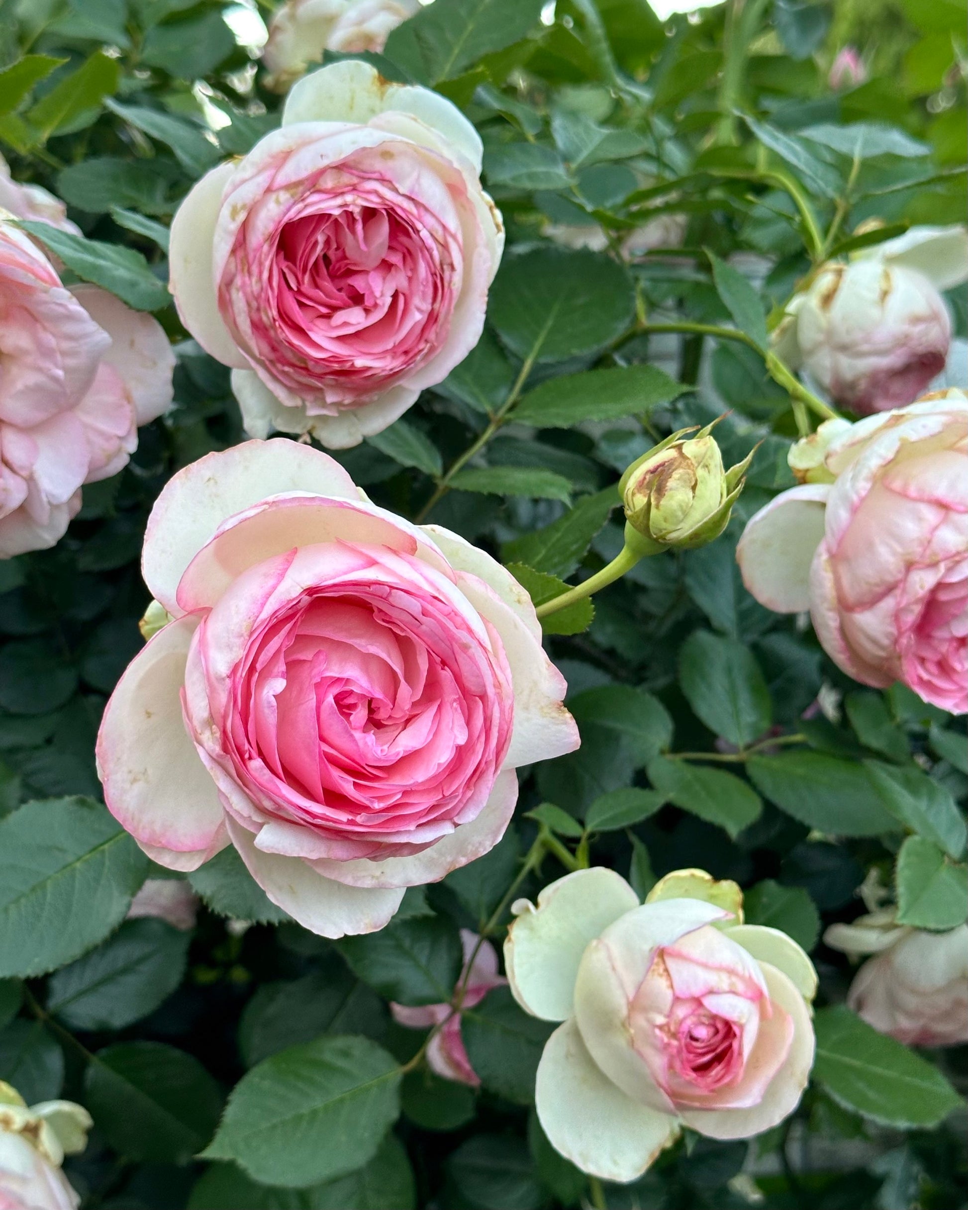 Pierre de Ronsard (MEIviolin) image 3