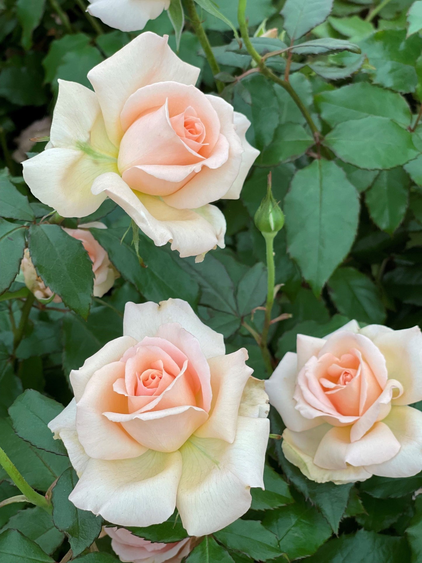 Chandos Beauty image 0