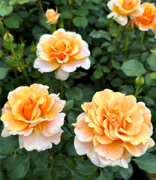 Glowing Inspiration image 0