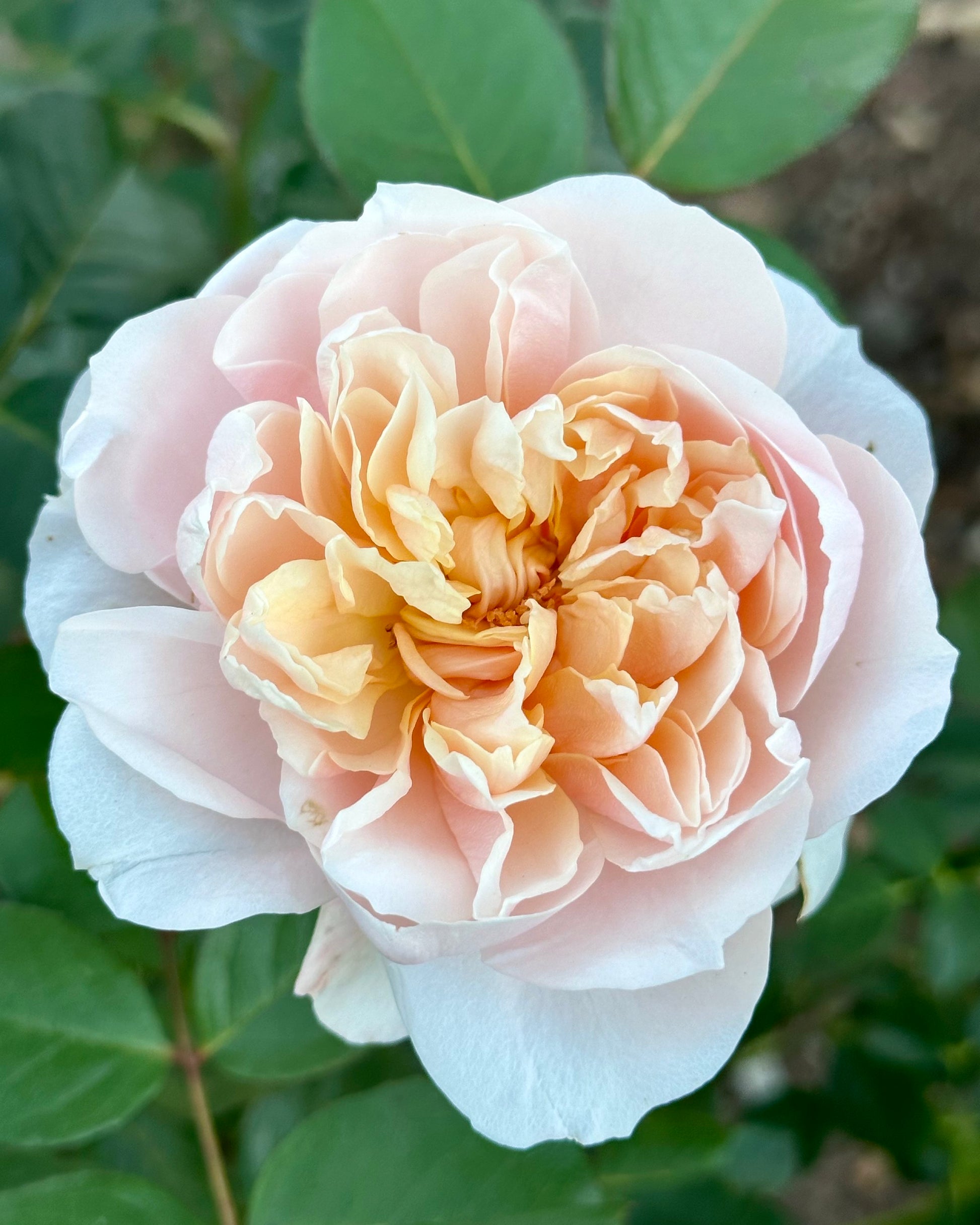 Thalia (SAUmytil) image 2