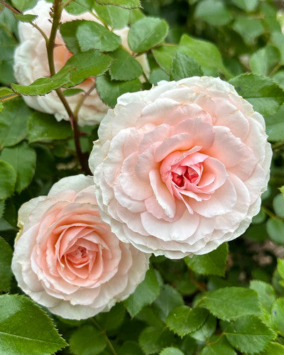 Elegant Fairy Tale (KORterschi) | One Love Rose and Gardens